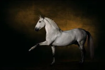 Quelle est cette race ?