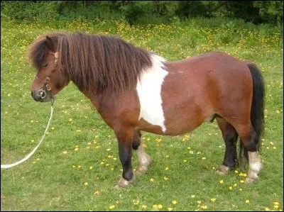 Quelle est cette race ?