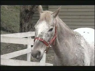 Sur quel cheval Steph et Carole ont-elles appris  monter ?