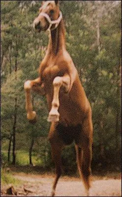 Pourquoi Max a-t-il vendu Prancer ?