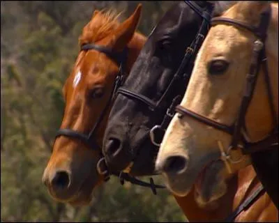Quel cheval n'existe pas ?