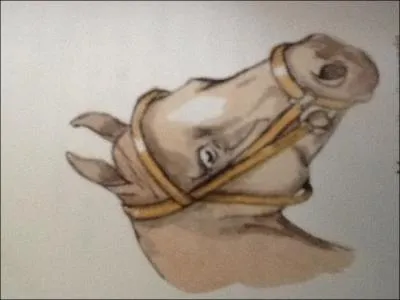 Ce cheval possde une muserolle...