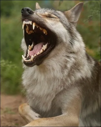 Quelqu'un vous dplat profondment, de ces trois expressions, laquelle allez-vous choisir ?