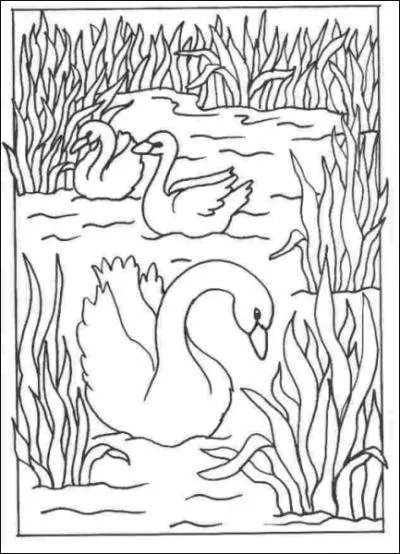 Le cygne, lui, mange ...