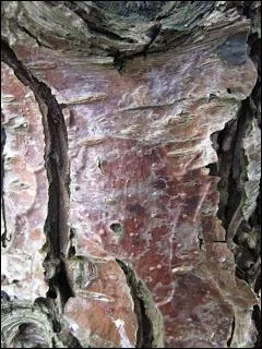 Petit arbre que l'on dit commun, de la famille des rosaces. Ses fruits doivent avoir connu les premires geles avant d'tre cueillis et l'on attendra le blettissement de la pulpe pour les consommer.