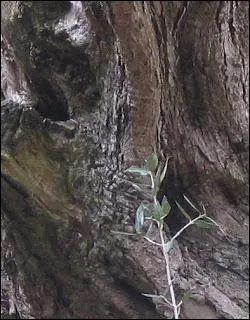 Arbre trs rameux, au tronc noueux, au bois dur et dense,  l'corce brune crevasse, il peut atteindre quinze  vingt mtres de hauteur, et vivre plusieurs sicles.