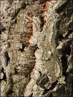 Il porte aussi le nom de corcier. Portugal, Espagne, Algrie et Maroc reprsentent 91 % de la suberaie mondiale, lieu o il pousse.