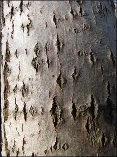 Sa culture se nomme  populiculture . Le bois blanc, tendre et lger le rend difficile  scier ou  poncer.