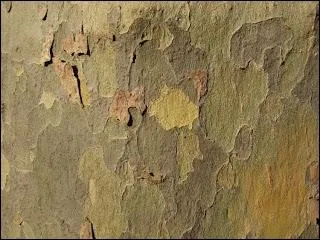 Les jeunes Spartiates pratiquaient leurs exercices de gymnastique sous l'ombre offerte par les plantations des :