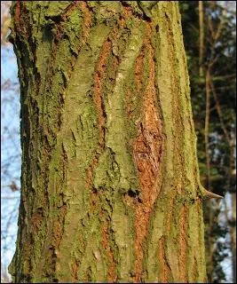 Il se caractrise par un ft mince et lanc. L'corce brune, rugueuse se fissure avec l'ge.