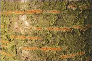 L'ordonnance royale de 1669 met fin  sa prolifration dans les forts. On lui prfre le chne, qui est plus utile.