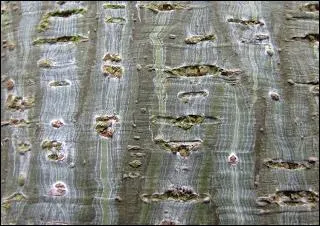 Il appartient  la famille des sapindaces. Le spcimen, prsent ci-contre, nous offre une corce jaspe.