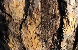 Rsineux au ft flexueux qui peut dpasser 20 m de hauteur avec une cime tale et peu compacte. L'corce, trs paisse, profondment crevasse est brune, violace par endroits.