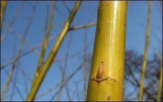 Il prfre les sols frais et humides, et on le taille en ttard pour favoriser la pousse des branches souples.