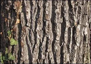 Arbre  bois dur dont la forte teneur en tanin le protge des parasites.