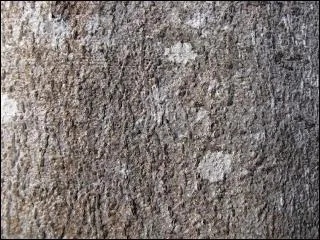 On le reconnat facilement  son corce mince et lisse. Seuls, les vieux arbres sont lgrement rids.