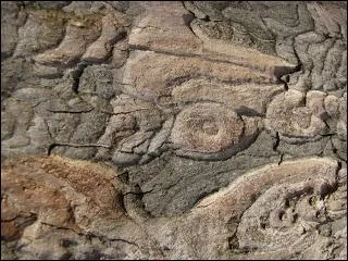 Arbre du genre des rables, appel aussi faux platane ou Platanus occidentalis qui crot naturellement en France. Il sert  orner les parcs, les promenades.