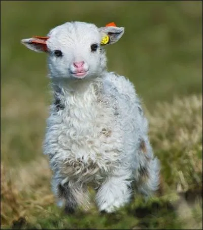 La douceur de ce petit en a fait une expression populaire.