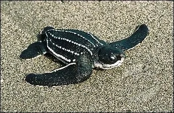 Un bb tortue luth tente de rejoindre l'ocan. Vrai ou faux ?