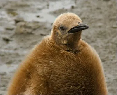 De quelle espce est-ce le petit ?