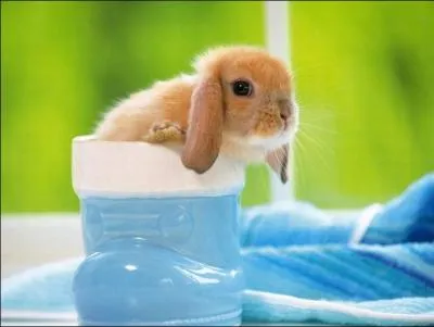 Comment appelle-t-on cette espce de lapin ?