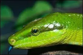 Quelle est la couleur, du serpent ?