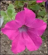 Quelle est cette fleur ?