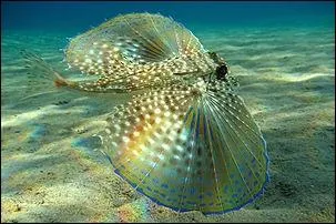 Qu'est-ce que cet animal ?