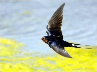 Bien sr, ce doit tre parce que l'une est ... et l'autre ...