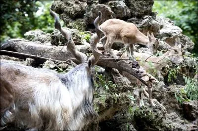 Celle de  crapahuter  laisse tomber.