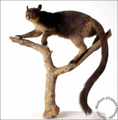 Je ne sais si un  australien  est dou pour ce genre d'activit, mais il faut trouver l'anagramme qui empaille.