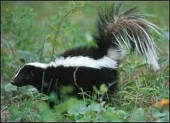 Quel est cet animal ?