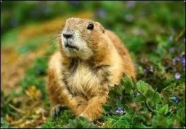 Quel est cet animal ?