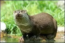 Quel est cet animal ?