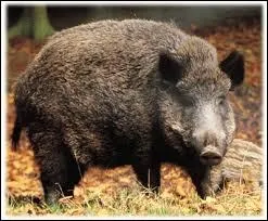 Quel est cet animal ?