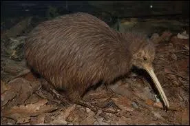 Quel est cet oiseau ?