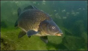 Quel est ce poisson ?