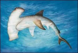 Quel est cet animal ?