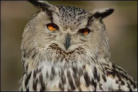 Quel est cet animal ?