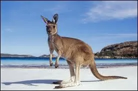 Comment s'appelle cet animal ?