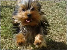 Quelle est la race de ce chien ?