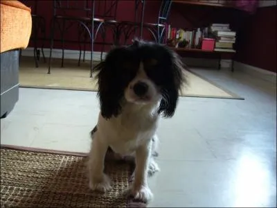 Quelle est la race de ma chienne ?