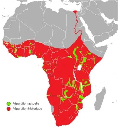Ce mammifre est le cheval du fleuve. Quelles lettres faut-il ajouter  ma proposition pour le retrouver ? (AEIOO+ ? / ? / ? / ? / ? / ? ).