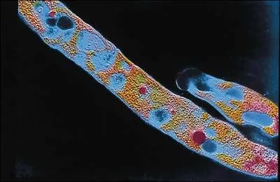 Qui dcouvrit le bacille de la tuberculose ?