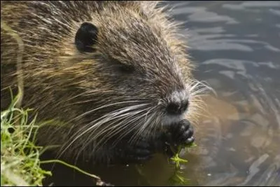 Quel est le nom de cet animal originaire d'Amrique du sud et qui pullule dans le marais Poitevin o il lui arrive de finir en pt, civet ou ragot ?