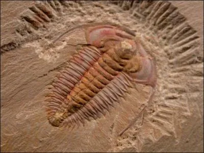 Comment s'appelle l'tude des fossiles ?