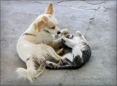 Remettez les dates et les choses dans le bon ordre !