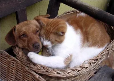 Il est plus ou moins prsent dans toutes les cellules !