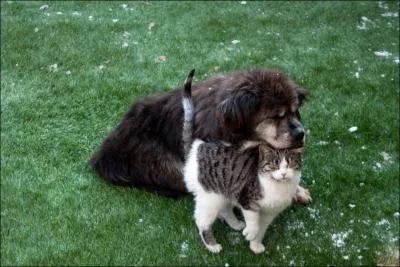 Nom usuel de la larve de la lamproie !