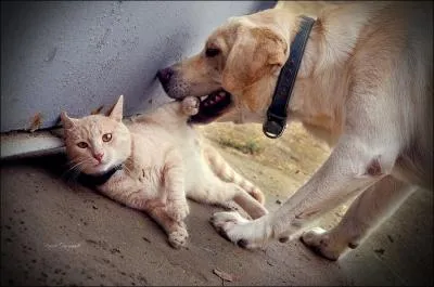 Une fois les grains de bl rcolts, il ne reste plus que lui !